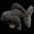 Thai Oranda Shogun Calico 4" in. ID#703SG7A-007