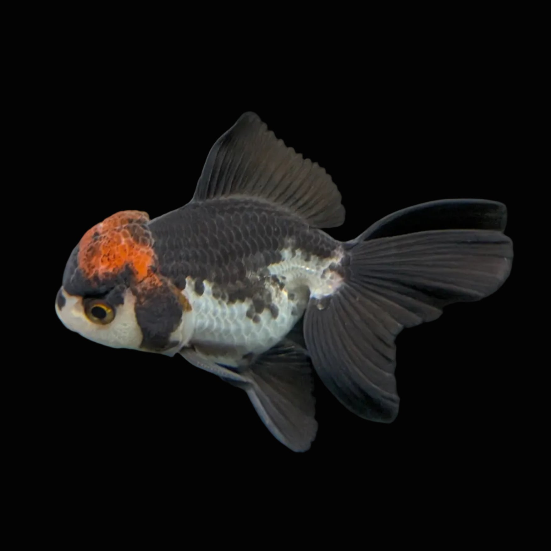 Juvenile Oranda Tricolor 3.5"-4" in.  ID#424T1A-004