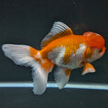 Jumbo Oranda Red White 6.5"-7"in.  ID#522T4B-003