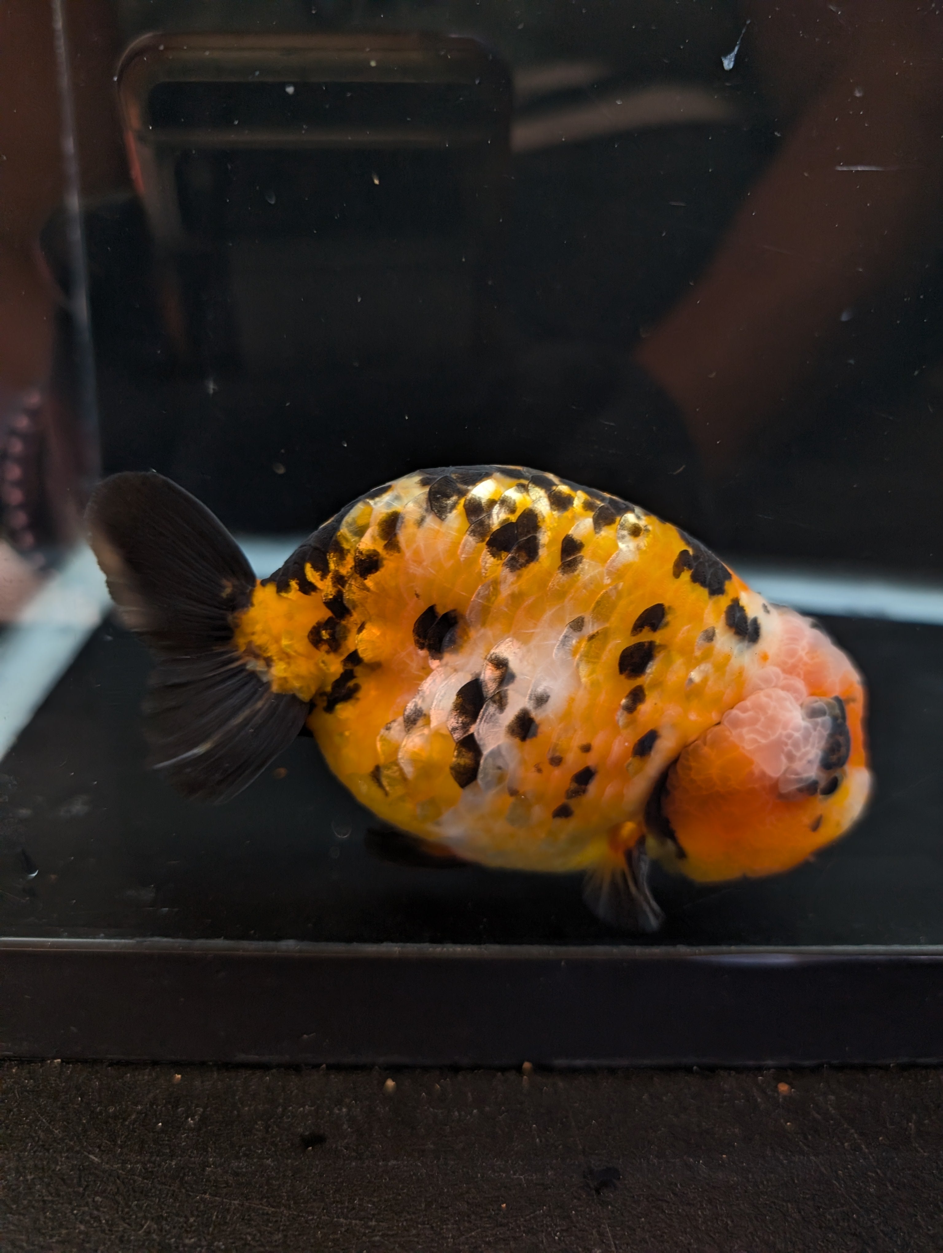 Jumbo Ranchu Calico 4.5"-5" in. ID#821R8A-033