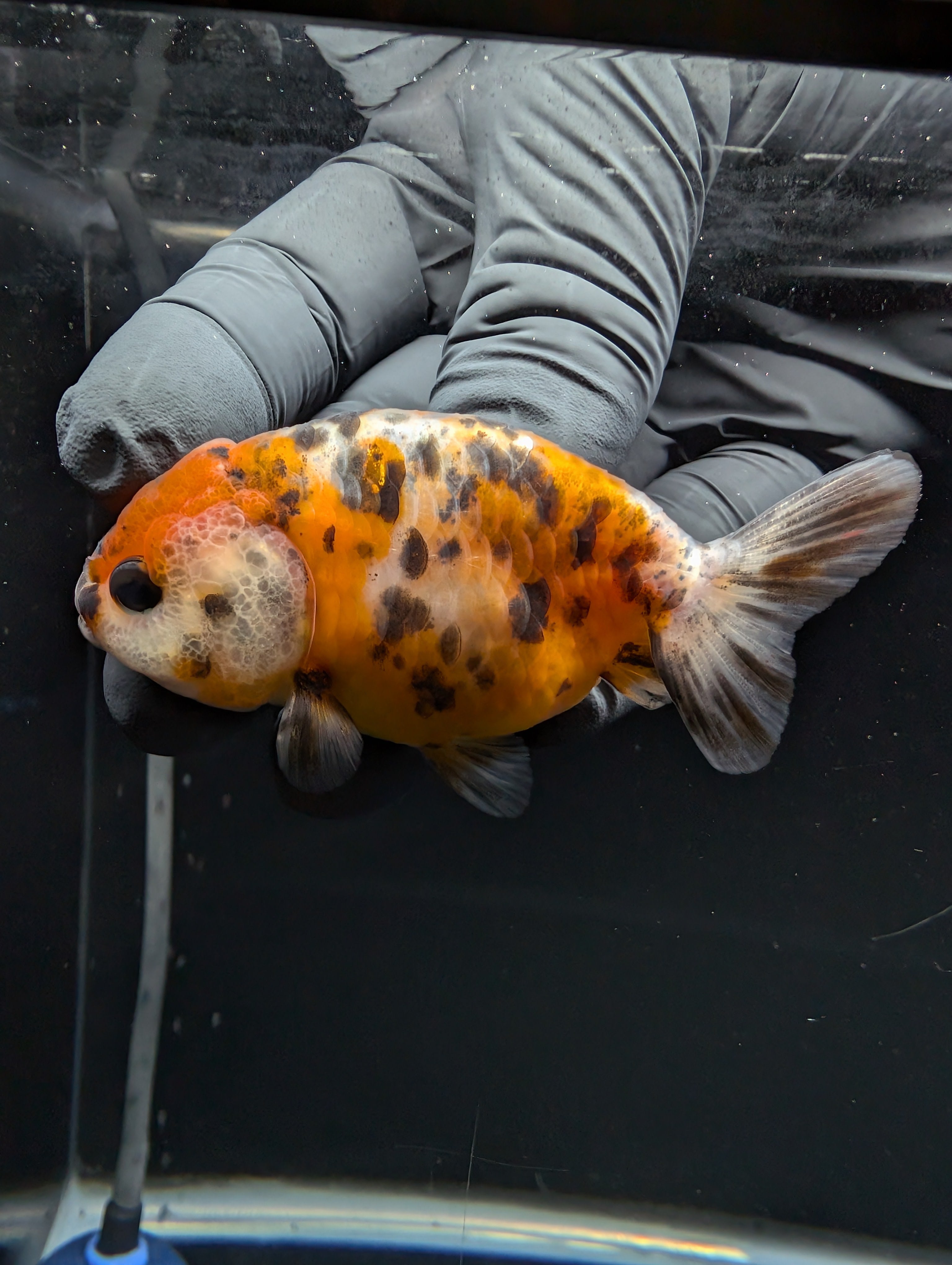 Ranchu Calico 3"-3.5" in. ID#529R4A-058