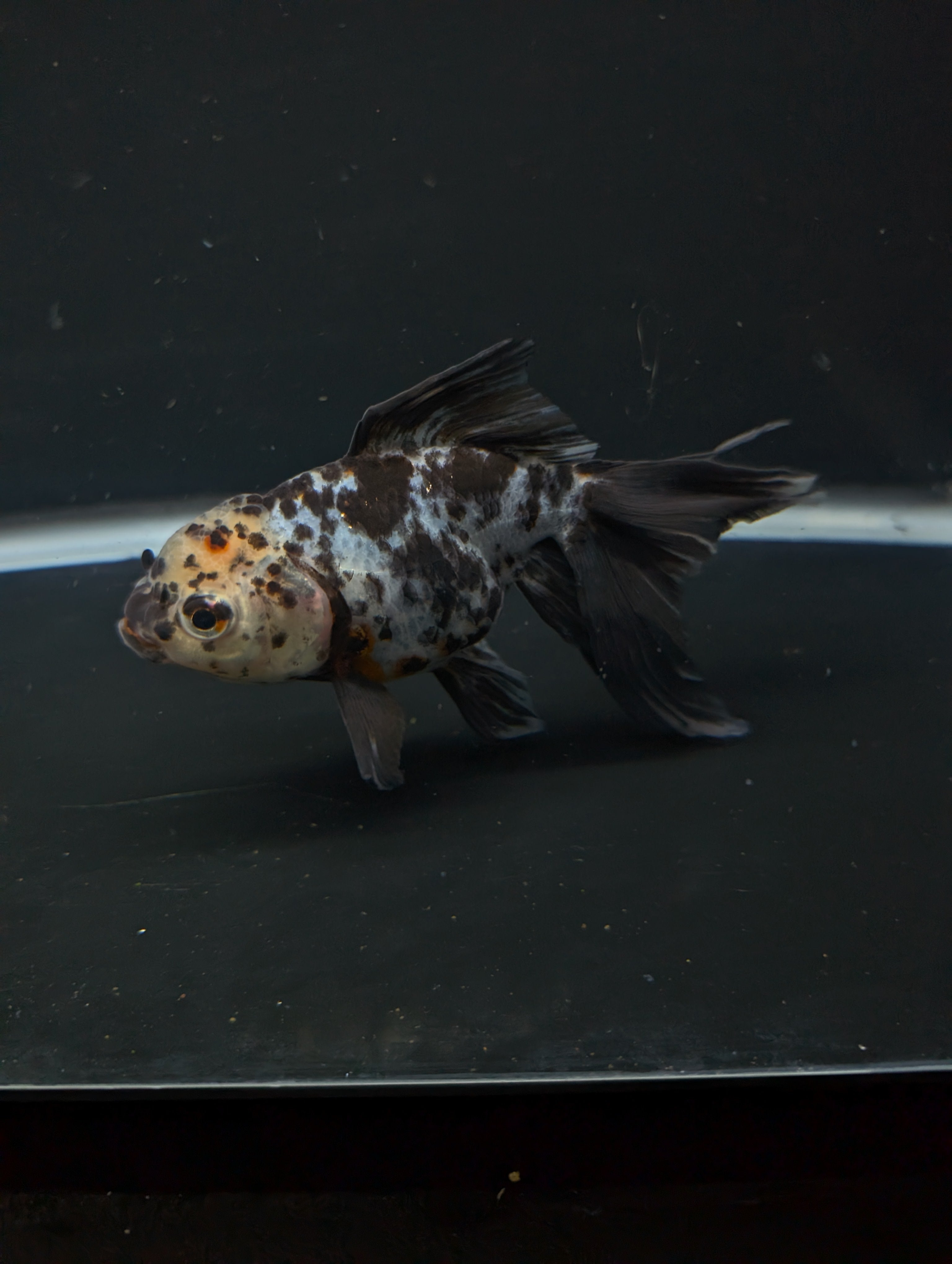 Calico Oranda 5"in. ID#821LB2A-62