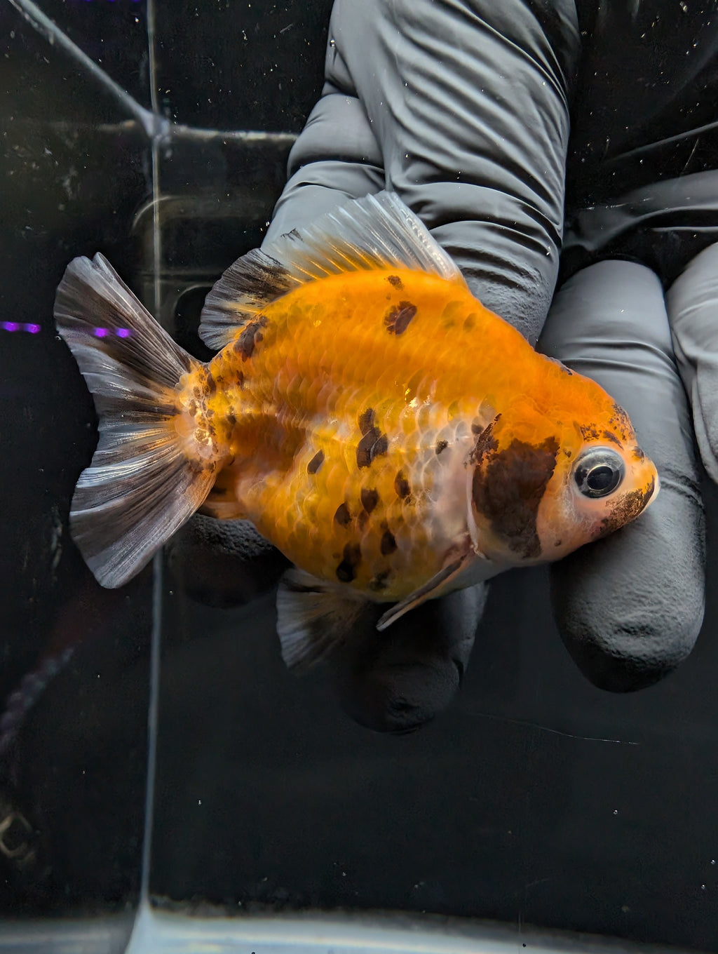 Baby Thai Shogun Oranda Calico 2"-2.5" in. ID#1016BSG11A-007