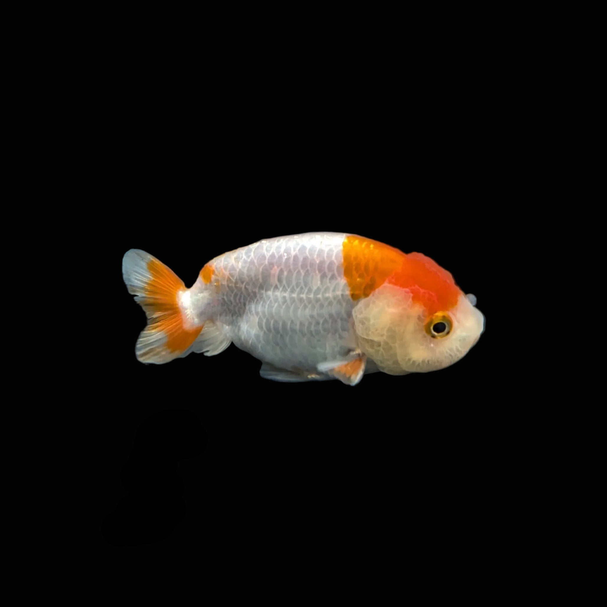 Ranchu Red White 3"-3.5" in. ID#3201A-001