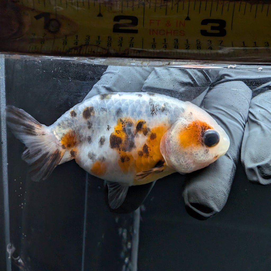 Ranchu Calico 3"-3.5" in. ID#515R4A-016