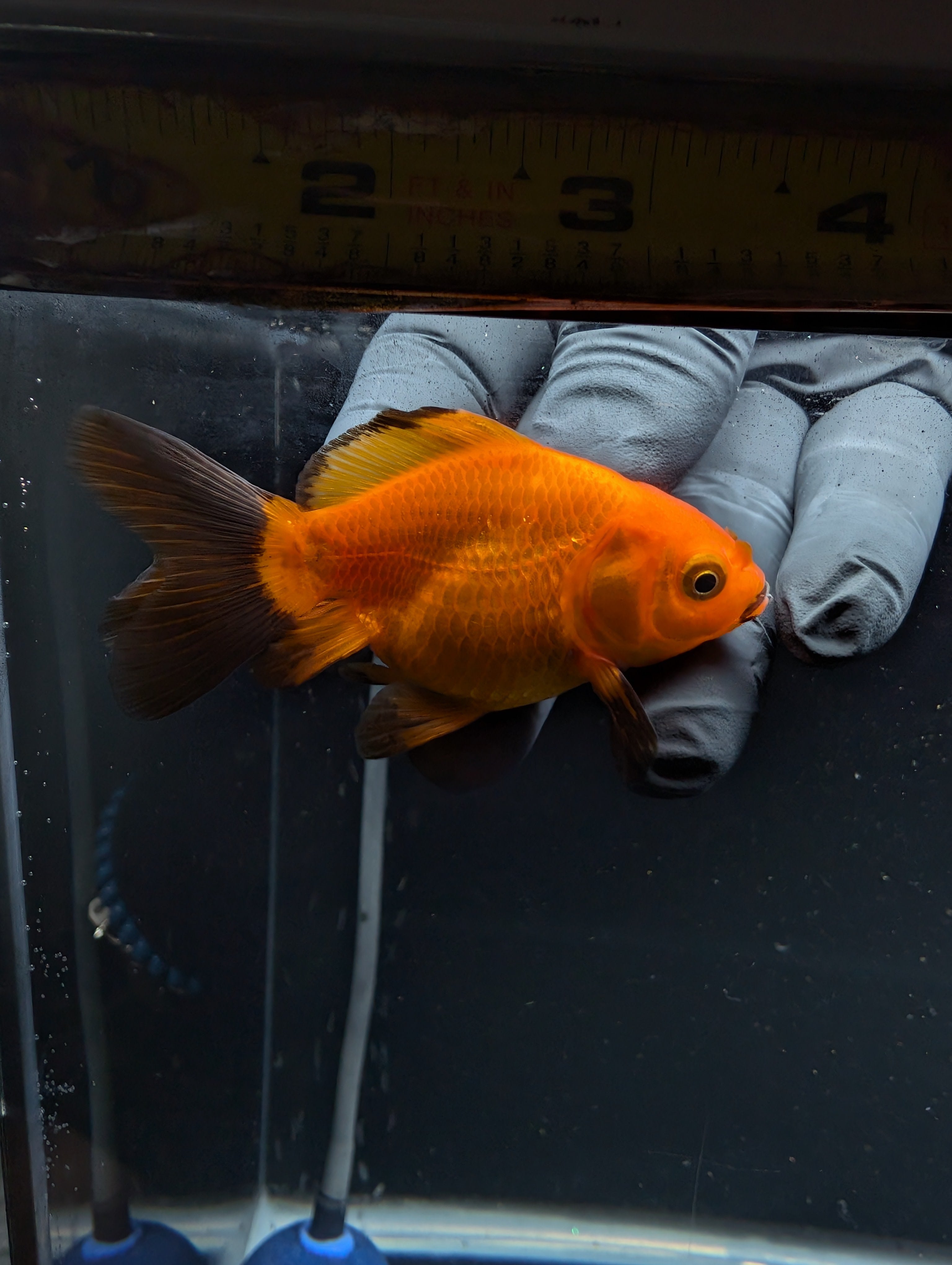 Juvenile Oranda Red Black 3"-3.5"in.  ID#529T1A-058