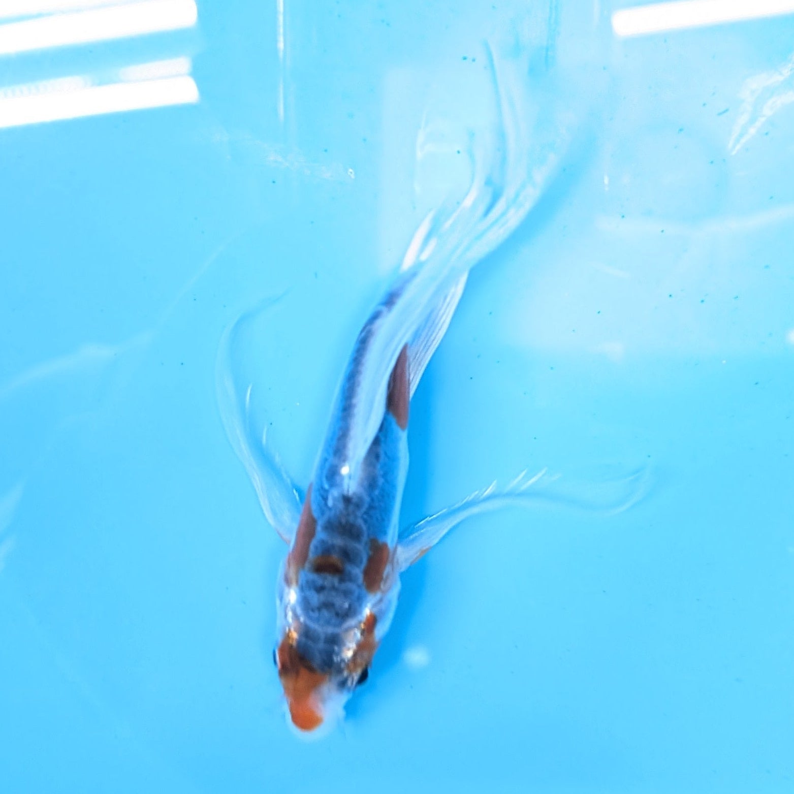 Shusui Butterfly Koi  5"-6" in. ID#727BFK-003