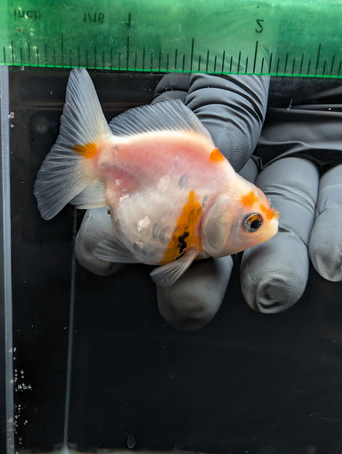 Baby Thai Shogun Oranda Sakura 2"-2.5" in. ID#1023BSG11A-026