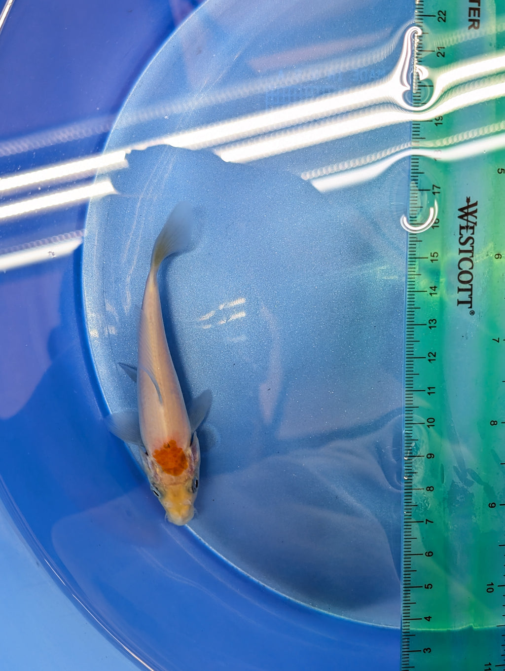 Tancho Kohaku Koi  4"in. ID#806BFK-016