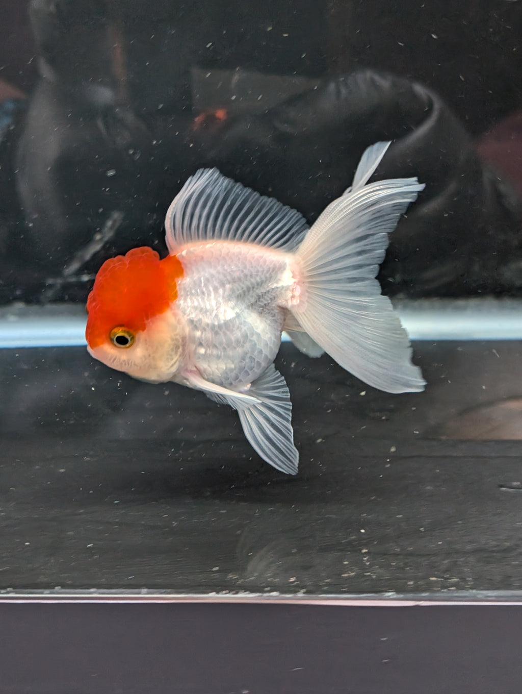 TOAD *Boss 415  Juvenile Oranda Red Cap 3.5"-4" in.  ID#410T8A-020