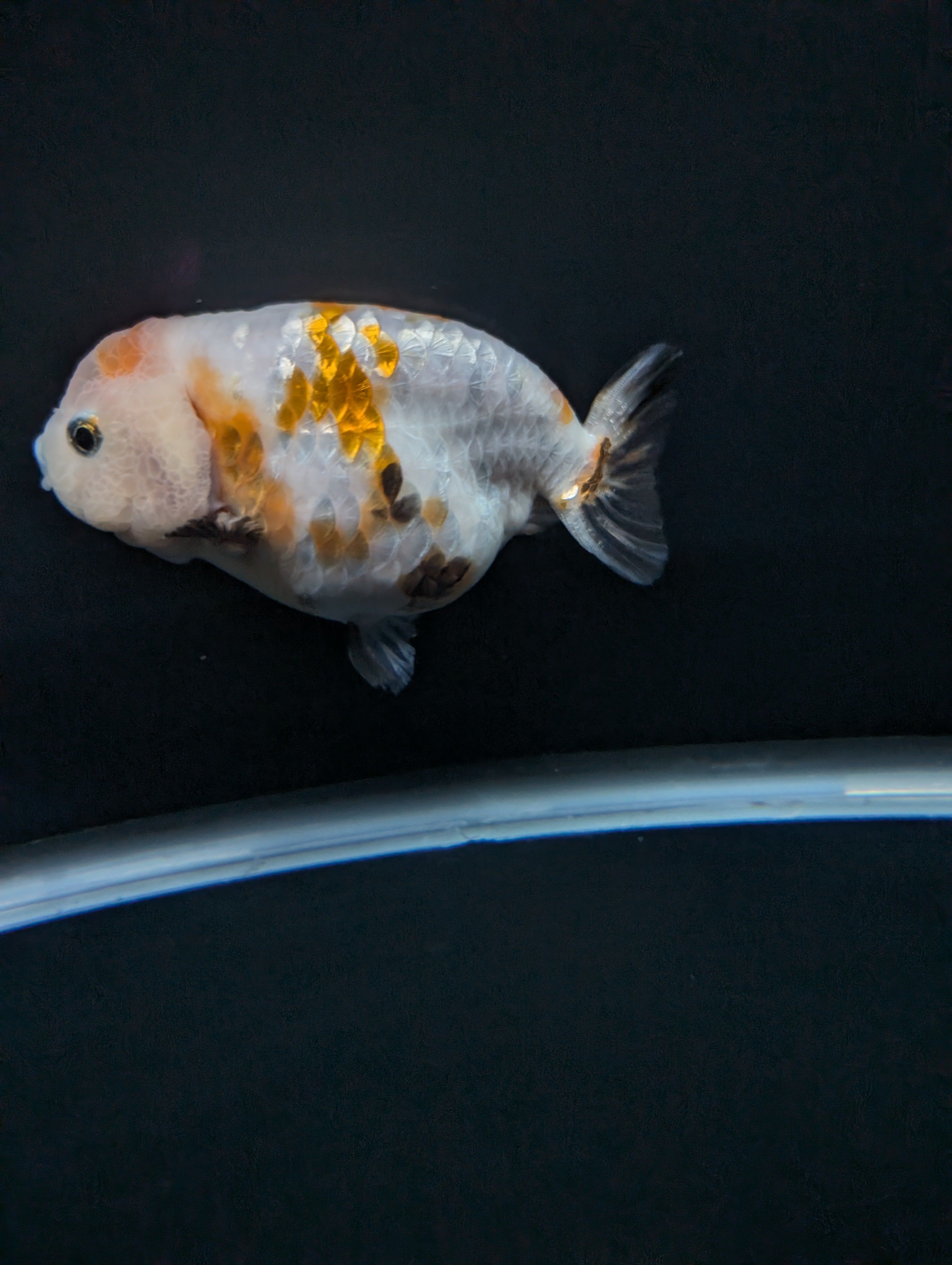 Jumbo Ranchu Sakura Calico 4.5"-5" in. ID#828R8A-052