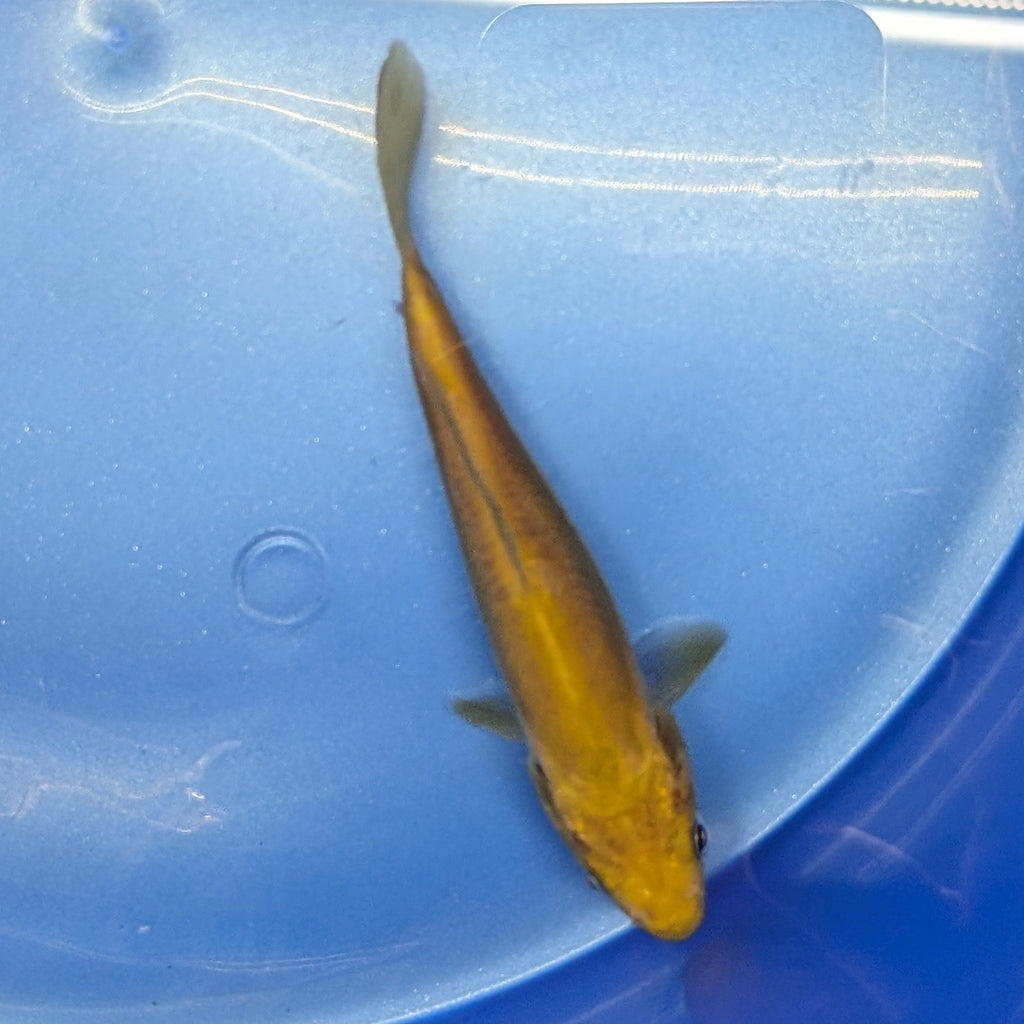 Doitsu Chagoi Koi  4"in. ID#806BFK-026