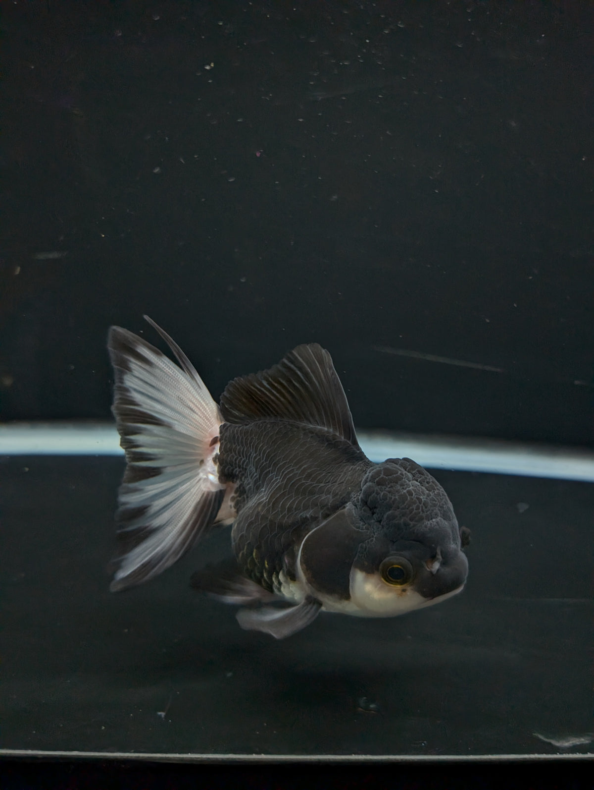 Thai Oranda Panda 4"-4.5"in.  ID#1023T1A-023