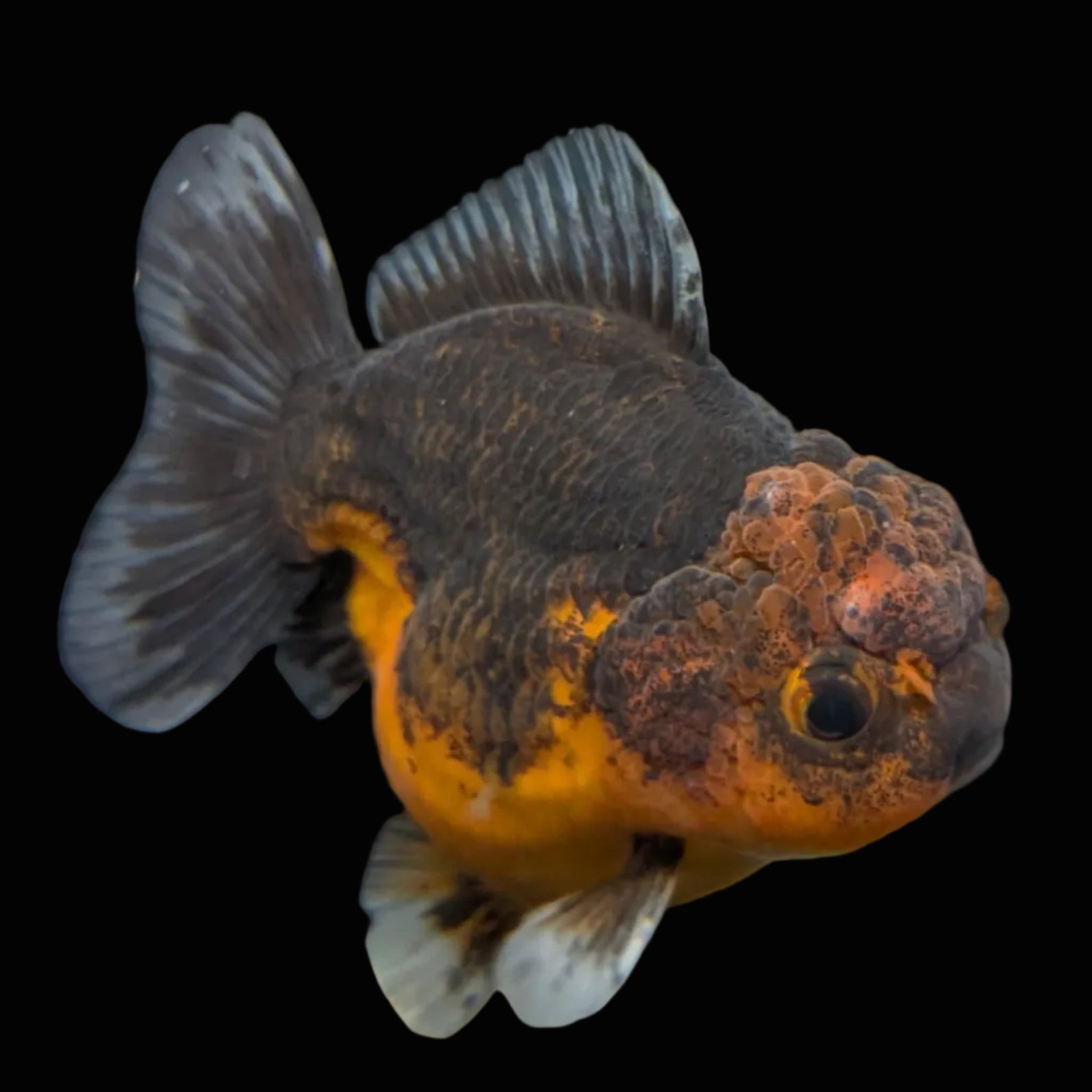 Thai Oranda Shogun Calico 3.5"-4" in. ID#626SG7A-002