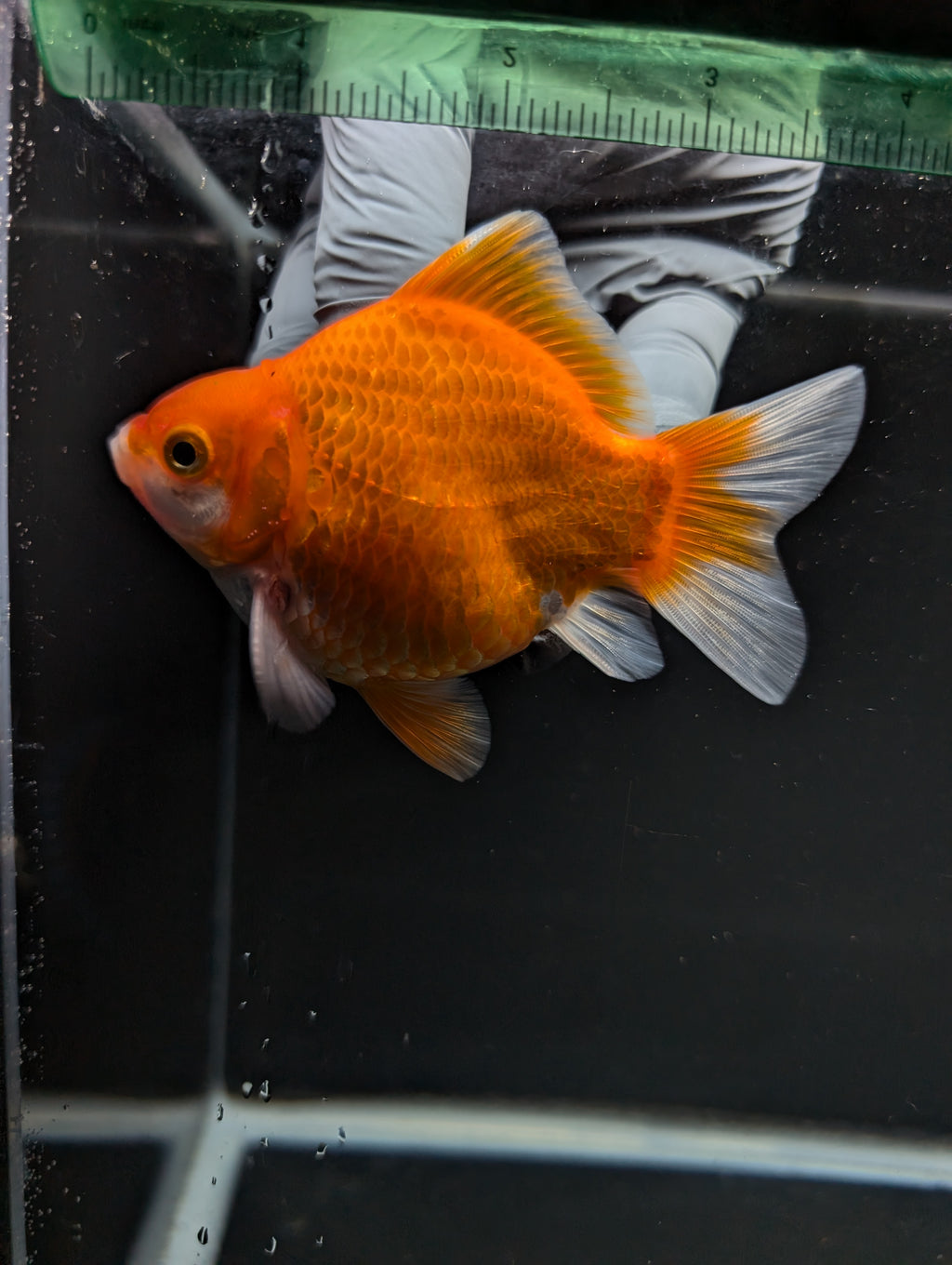 Tamasaba Red White 3"-3.5" in. ID#1009TM1B-004
