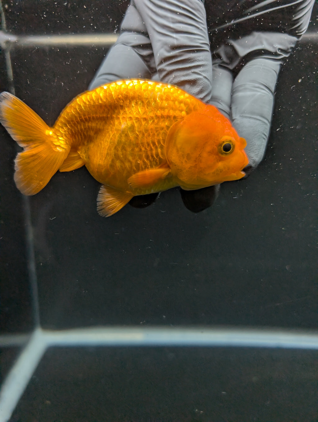 Ranchu Red White 3.5"-4"in. ID#828R4A-025