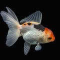 Thai Juvenile Oranda Tricolor 3"-3.5" in.  ID#703T1A-009