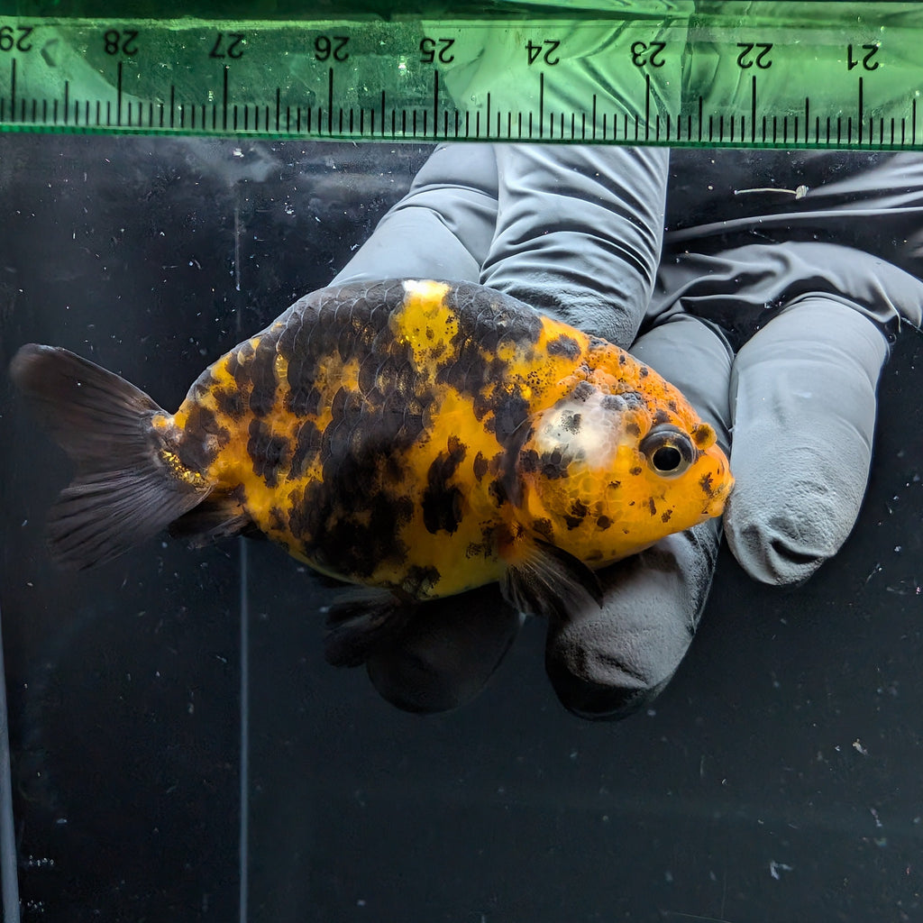 Ranchu Calico 2.5"-3" in. ID#724R4A-033