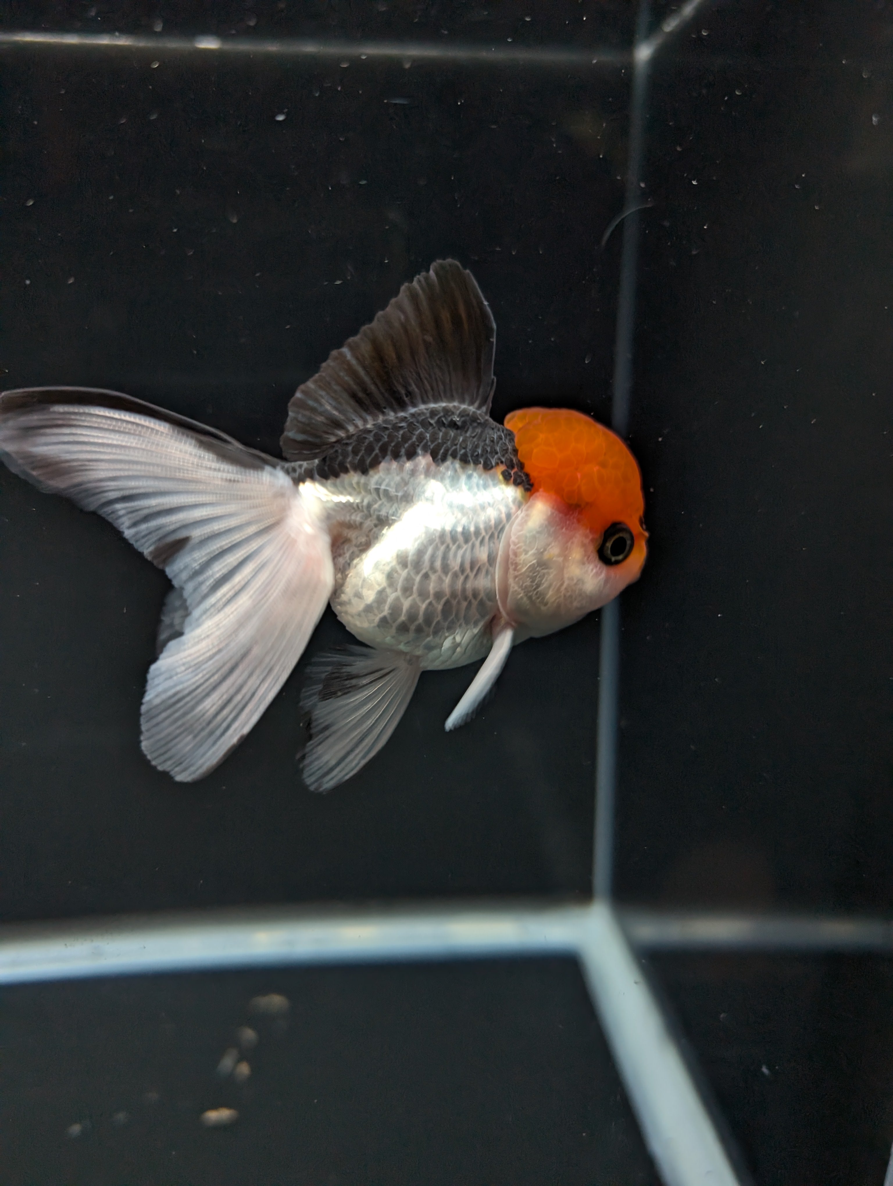 LUIGI *Boss 501 Juvenile Oranda Tricolor 3.5"-4" in.  ID#501T2A-010