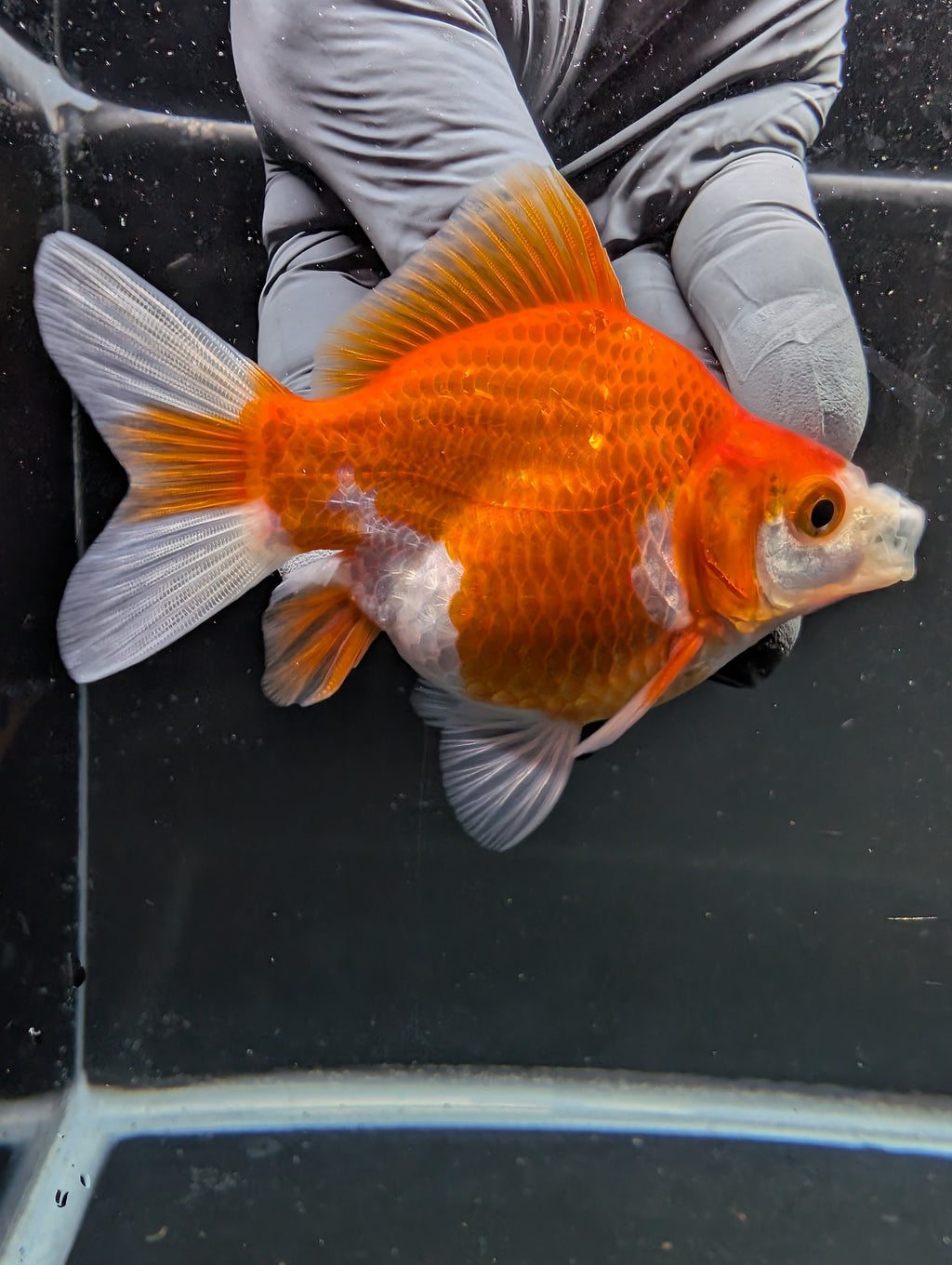 Tamasaba Red White 3"-3.5" in. ID#1009TM1B-005
