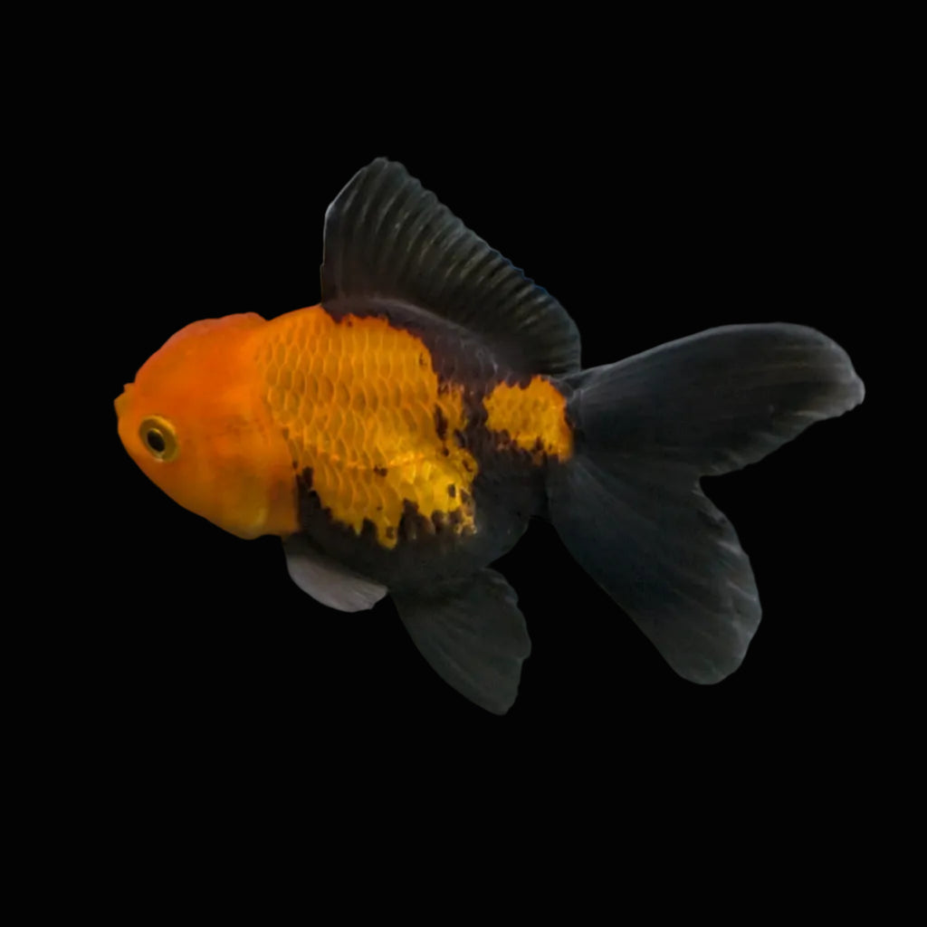 Juvenile Oranda Tricolor 3.5"-4" in.  ID#320T13b-006