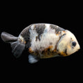 Jumbo Ranchu Milk Cow 3.5"- 4" in. ID#703R8A-006 Please See Notes.