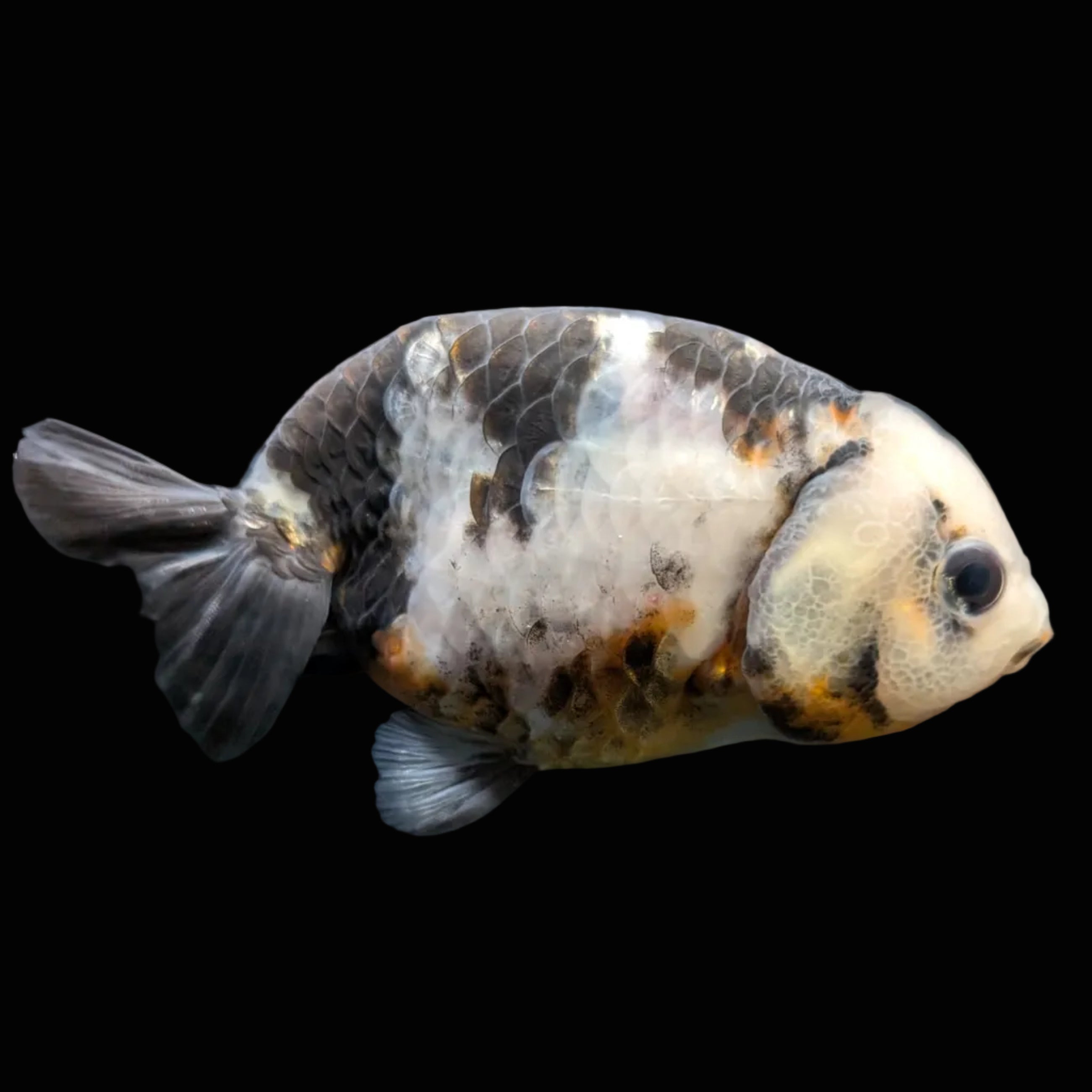 Jumbo Ranchu Milk Cow 3.5"- 4" in. ID#703R8A-006 Please See Notes.