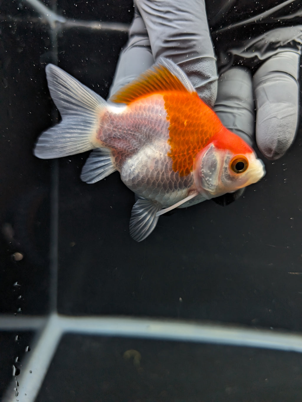 Tamasaba Red White 3"-3.5" in. ID#1009TM1B-012