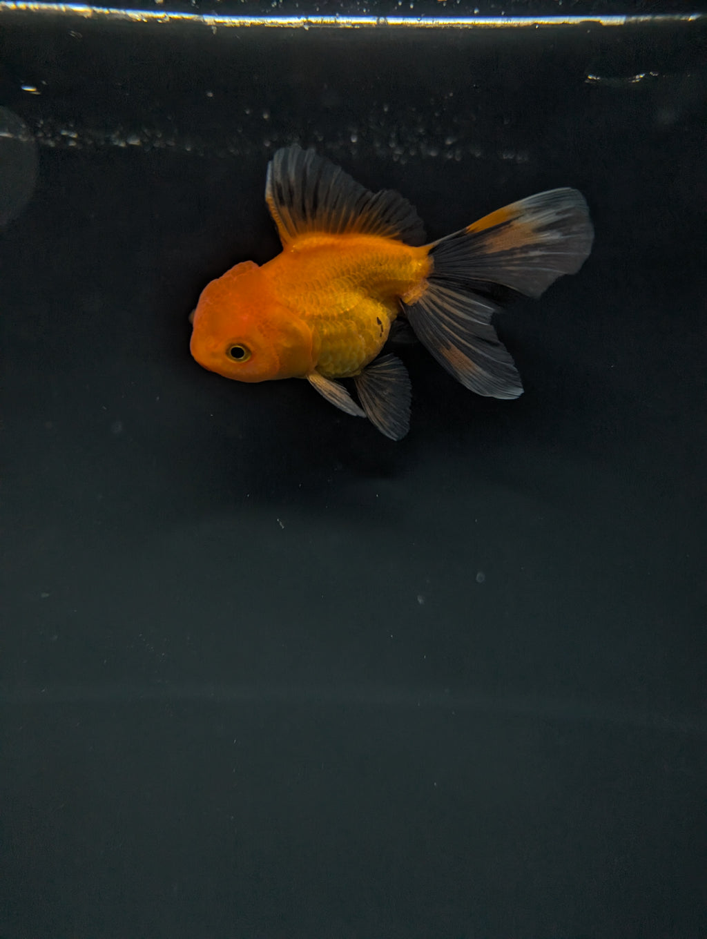 PEACH *Boss 501 Juvenile Oranda Tricolor 3.5"-4" in.  ID#501T2A-007