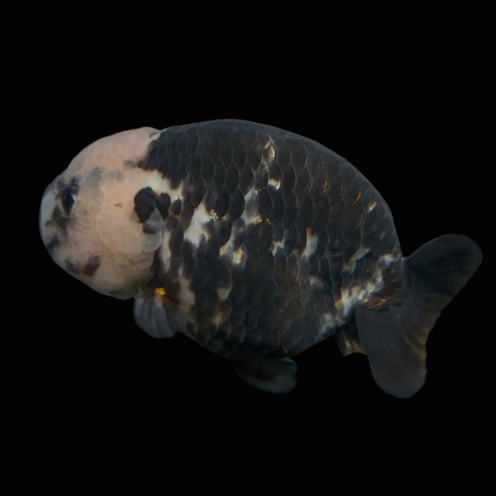 Jumbo Ranchu Heavy Ink Calico 4.5"-5" in. ID#828R8A-053