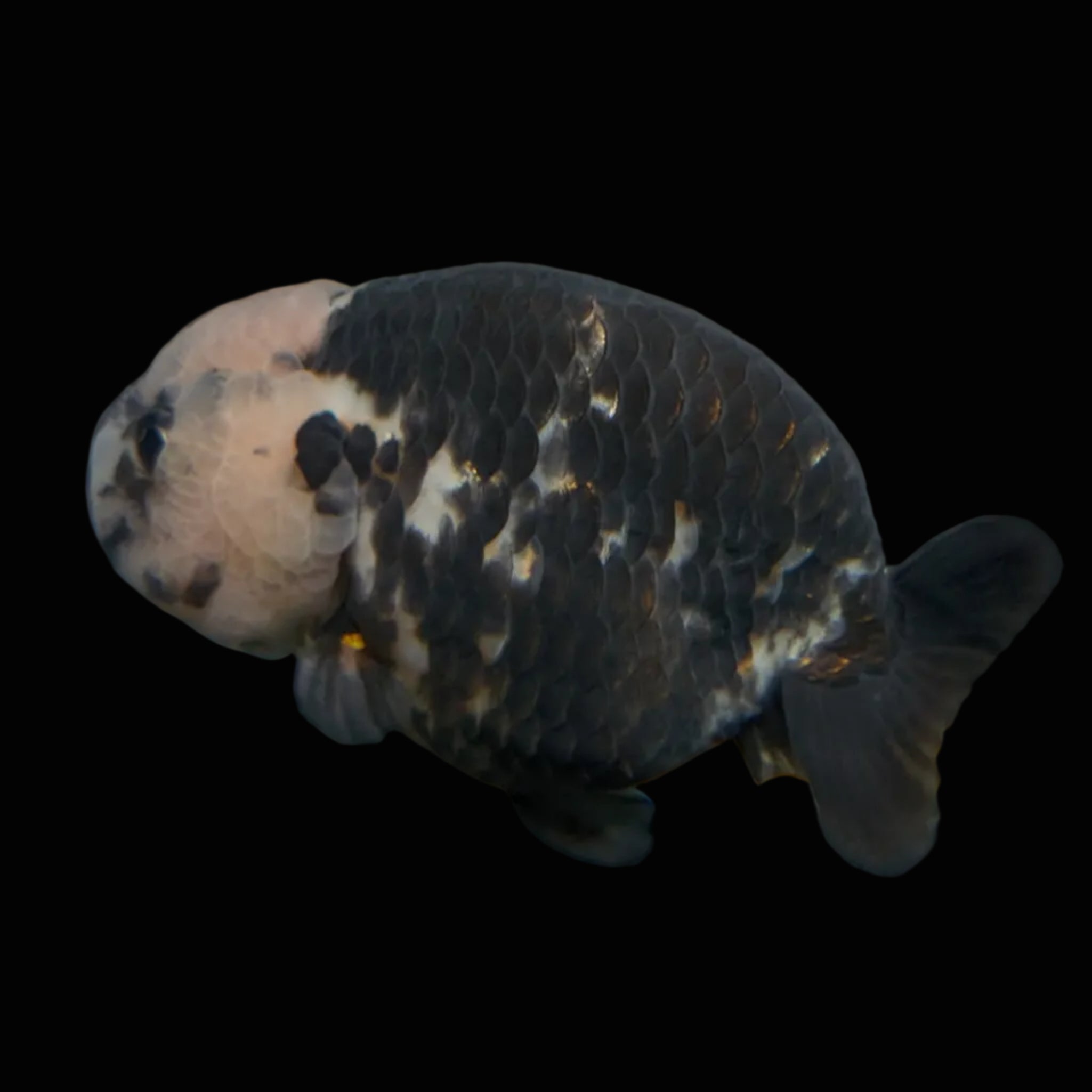 Jumbo Ranchu Heavy Ink Calico 4.5"-5" in. ID#828R8A-053