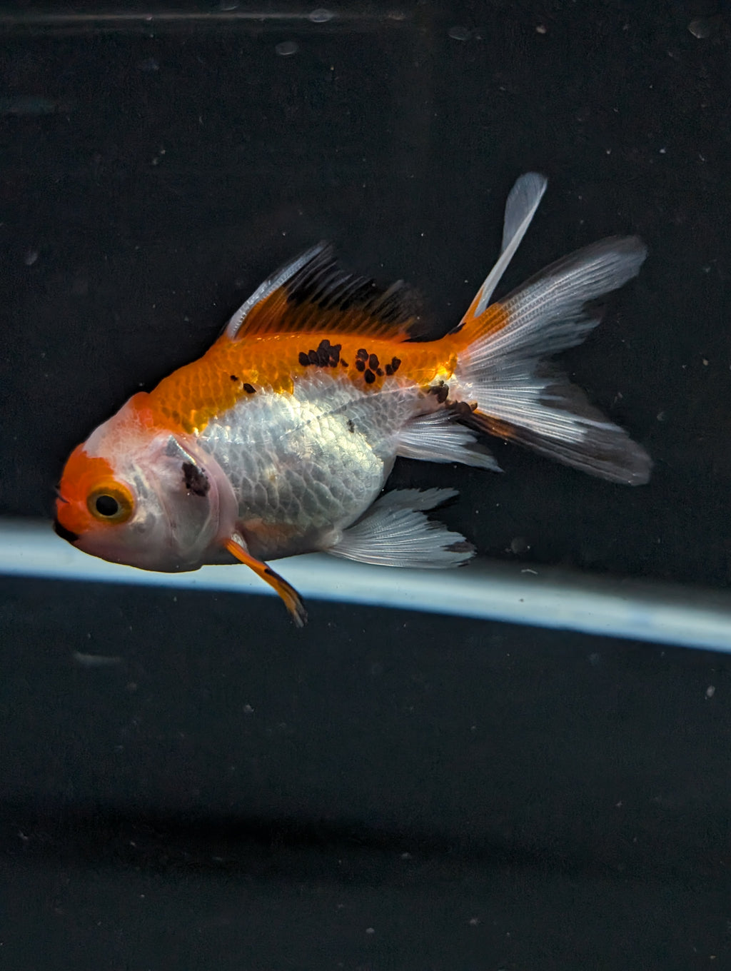 Juvenile Oranda  Tricolor 3"-3.5"in.  ID#619T1A-004