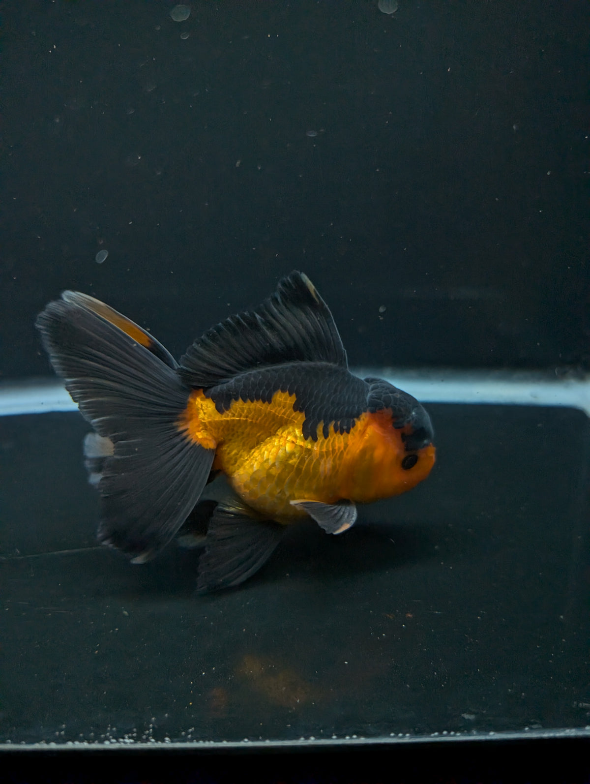 Thai Oranda Red Black 4"-4.5"in.  ID#1016T1A-004
