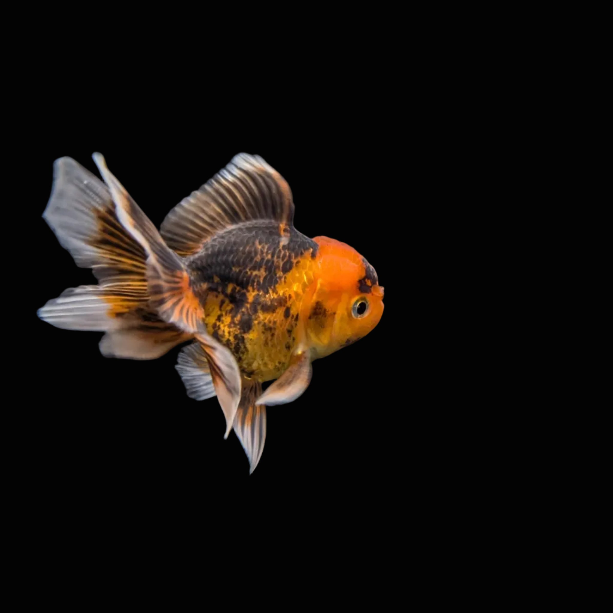 Juvenile Oranda Tricolor 3.5"-4" in.  ID#320T13b-018