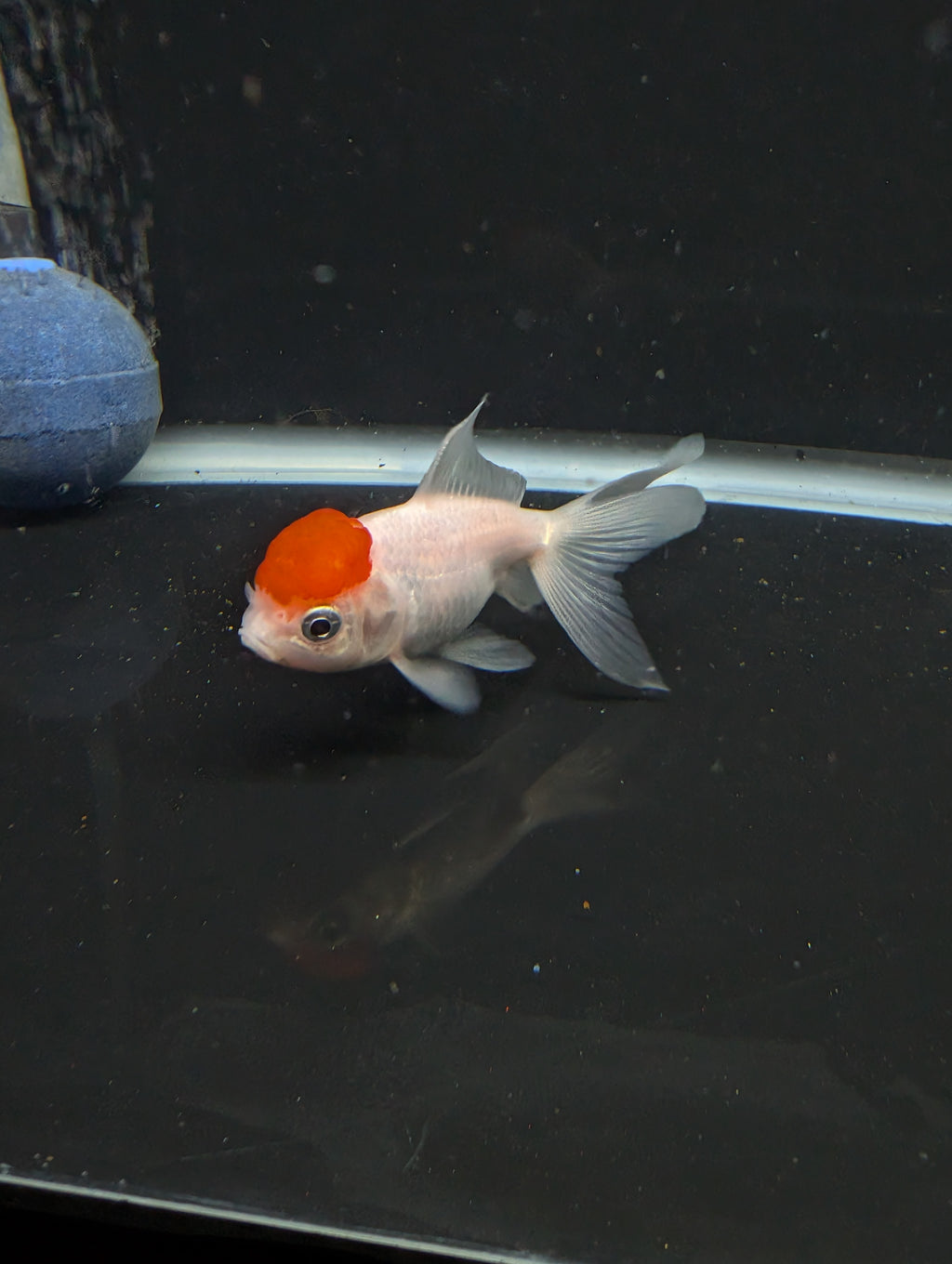 Juvenile Oranda  Red Cap 3"-3.5"in.  ID#619T1A-020