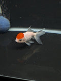 Juvenile Oranda  Red Cap 3"-3.5"in.  ID#619T1A-020