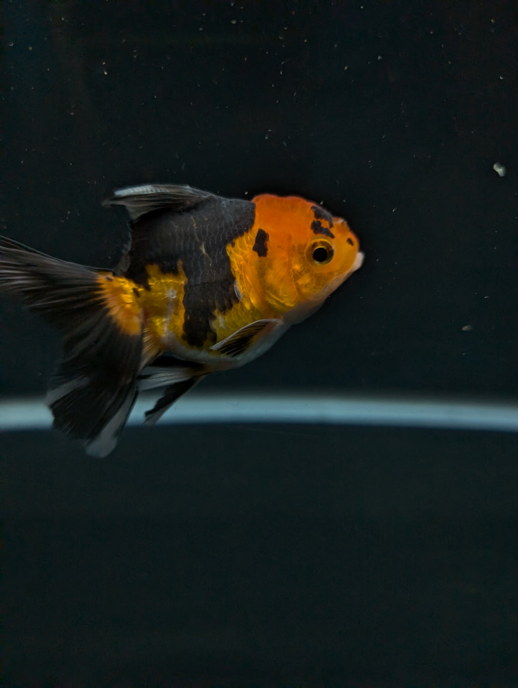 Thai Juvenile Oranda Tricolor 3"-3.5" in.  ID#626T1A-006