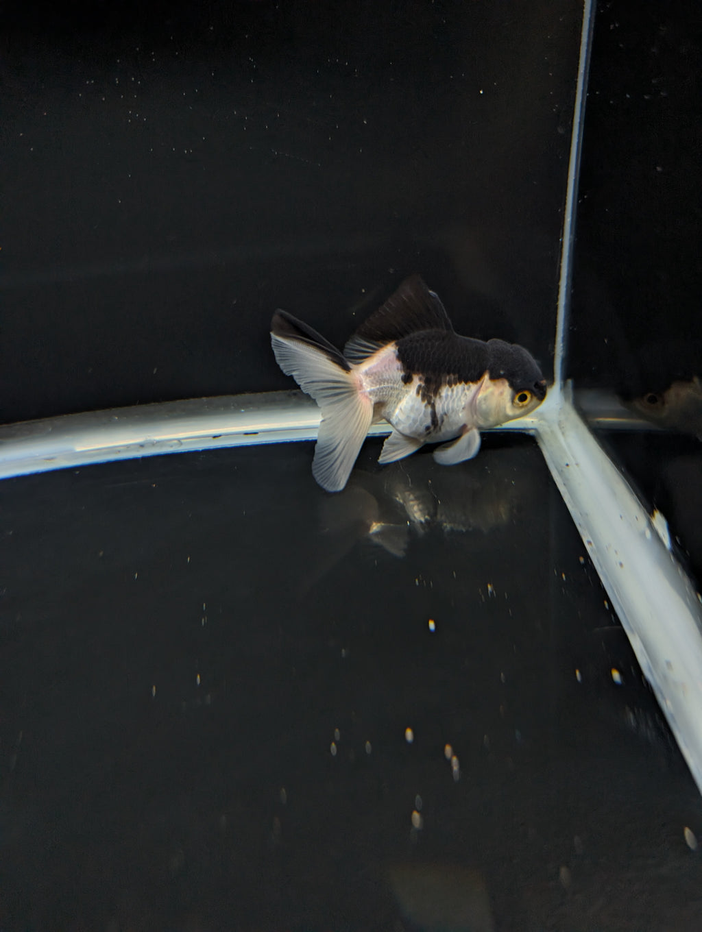 Thai Juvenile Oranda Panda 3"-3.5" in.  ID#717T1A-002