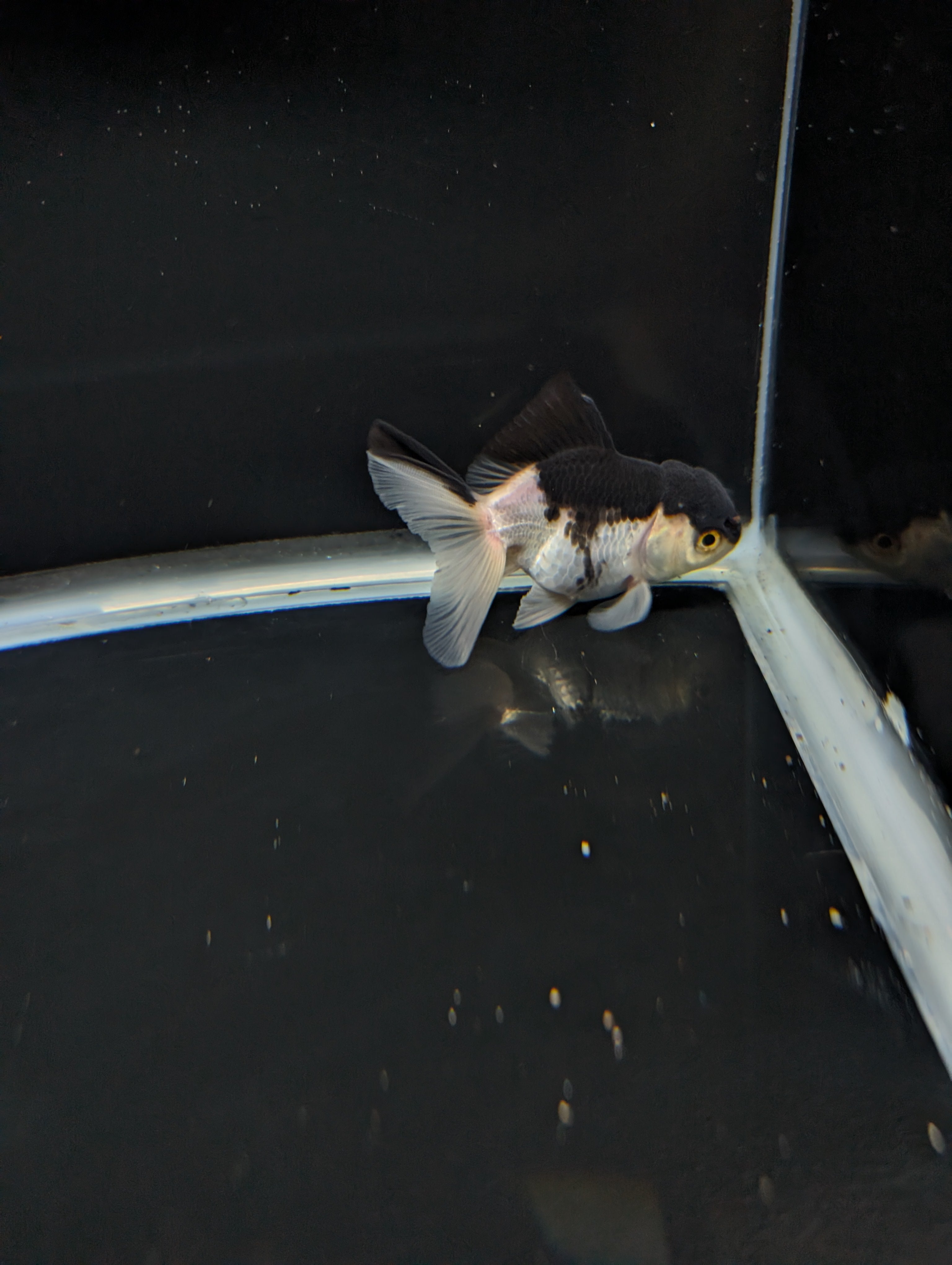 Thai Juvenile Oranda Panda 3"-3.5" in.  ID#717T1A-002