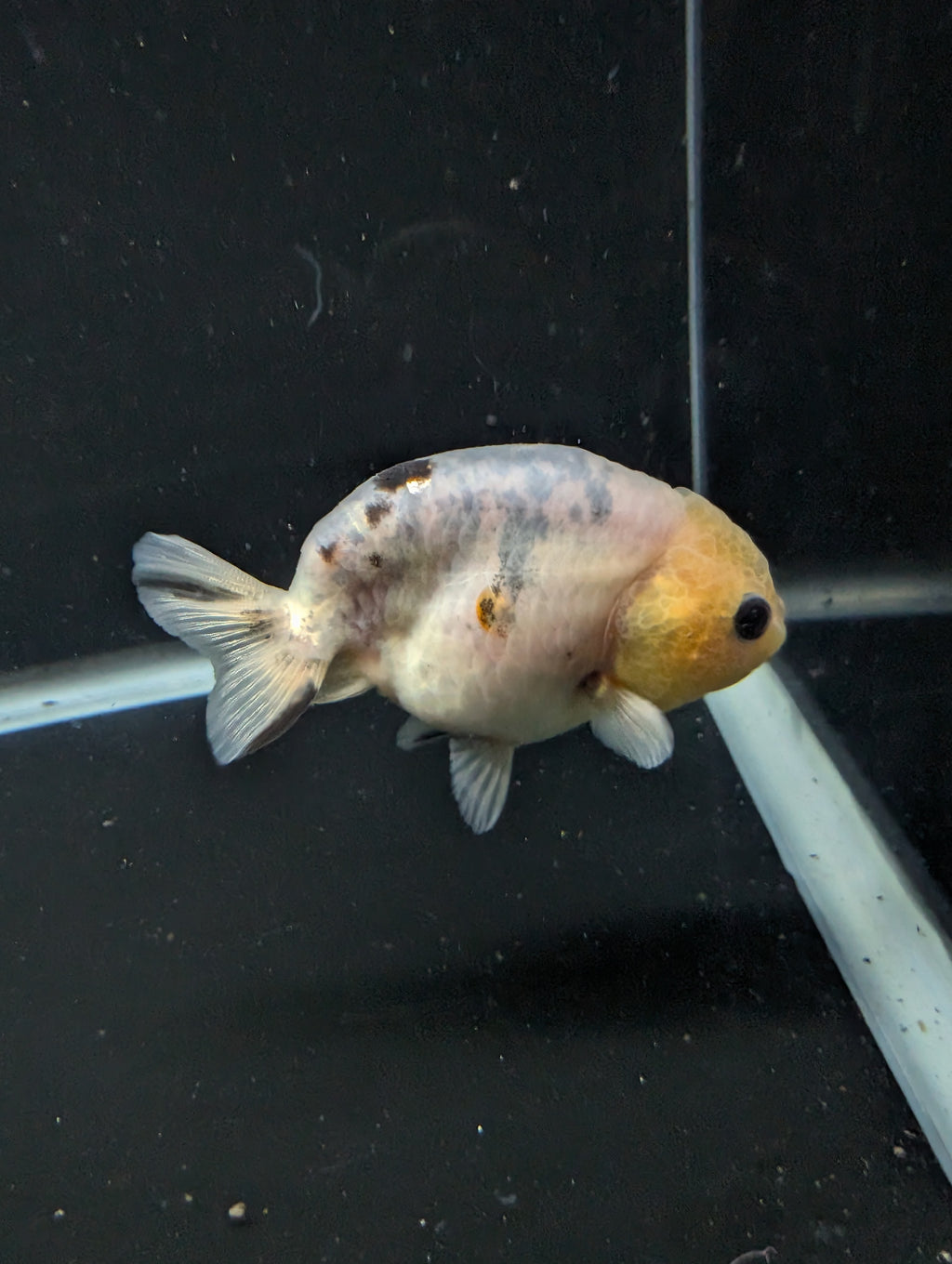 Ranchu Calico 3"-3.5" in. ID#501R13A-031