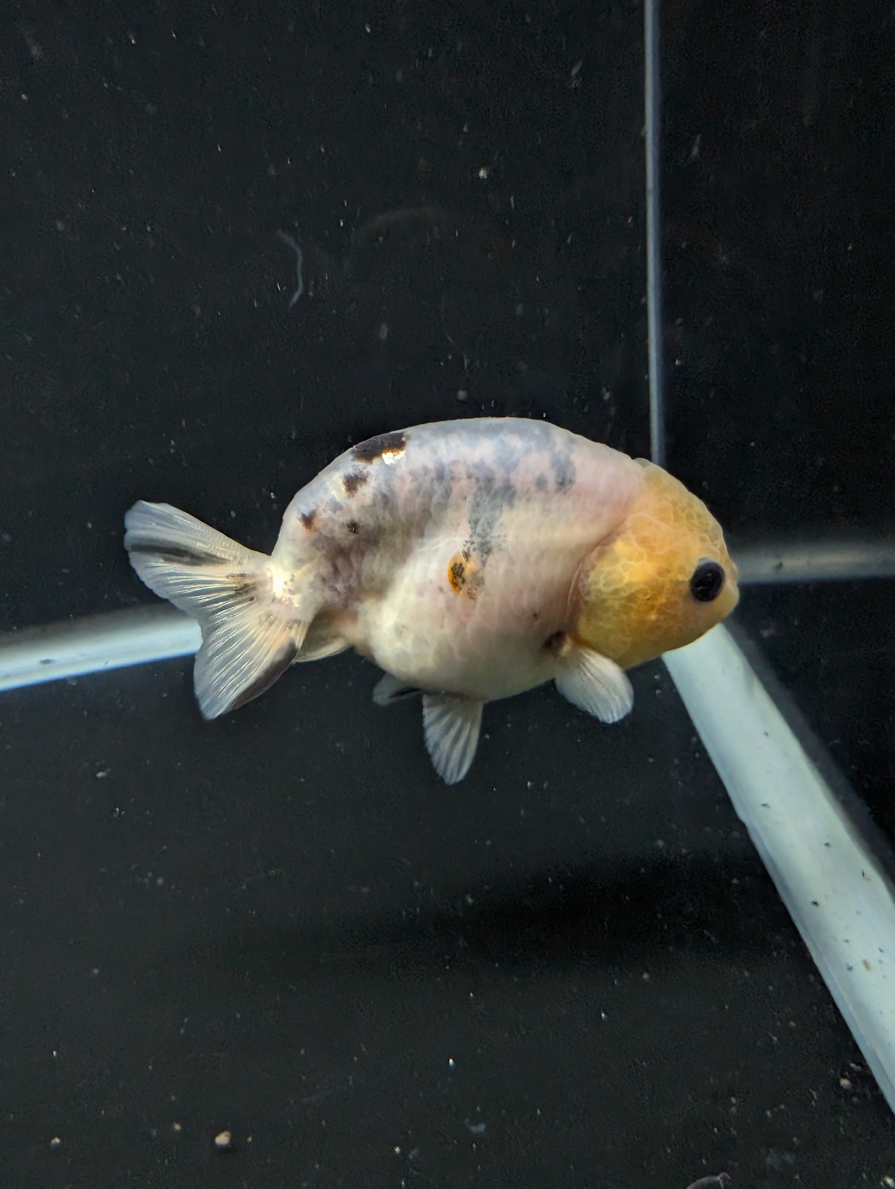 Ranchu Calico 3"-3.5" in. ID#501R13A-031