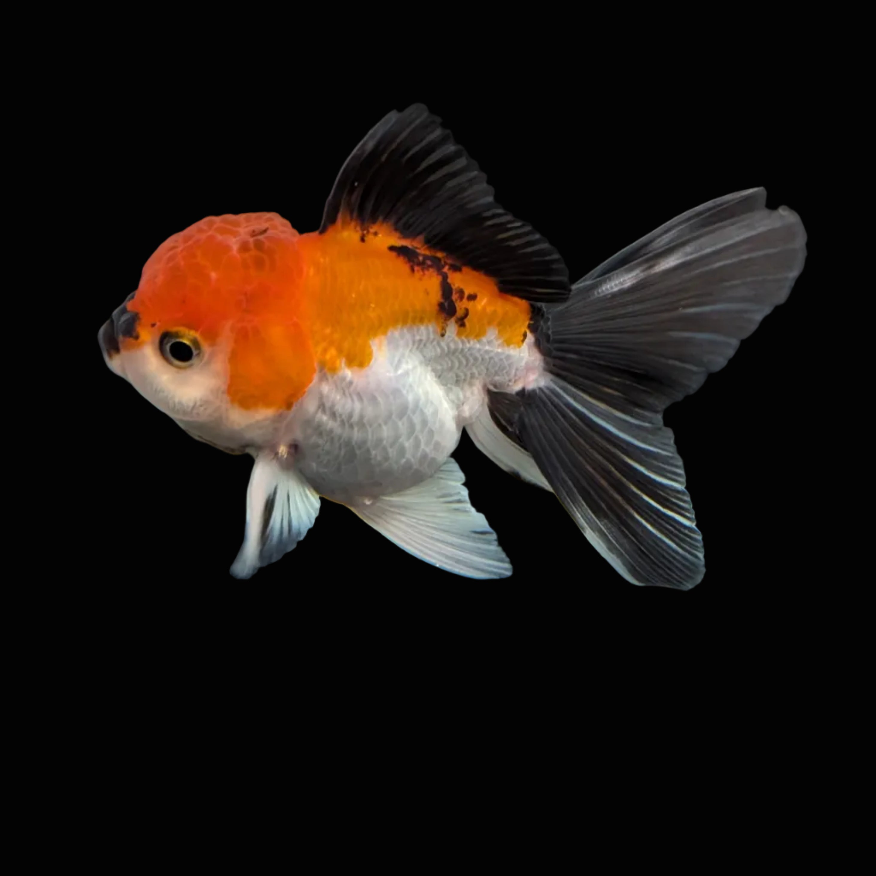 MARIO *Boss 415 Juvenile Oranda Tricolor 3.5"-4" in.  ID#410T8A-013