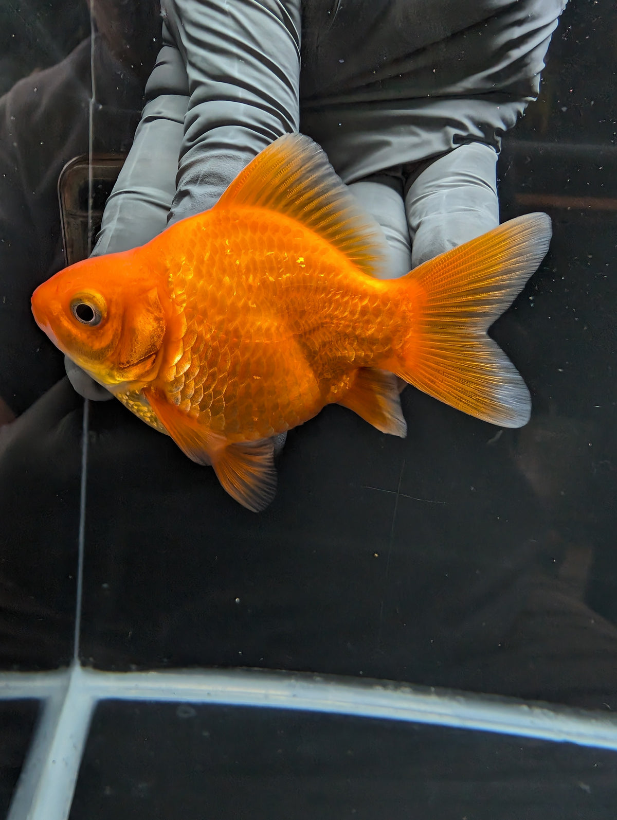 Tamasaba Red White 3.5"in. ID#1023TM1B-030