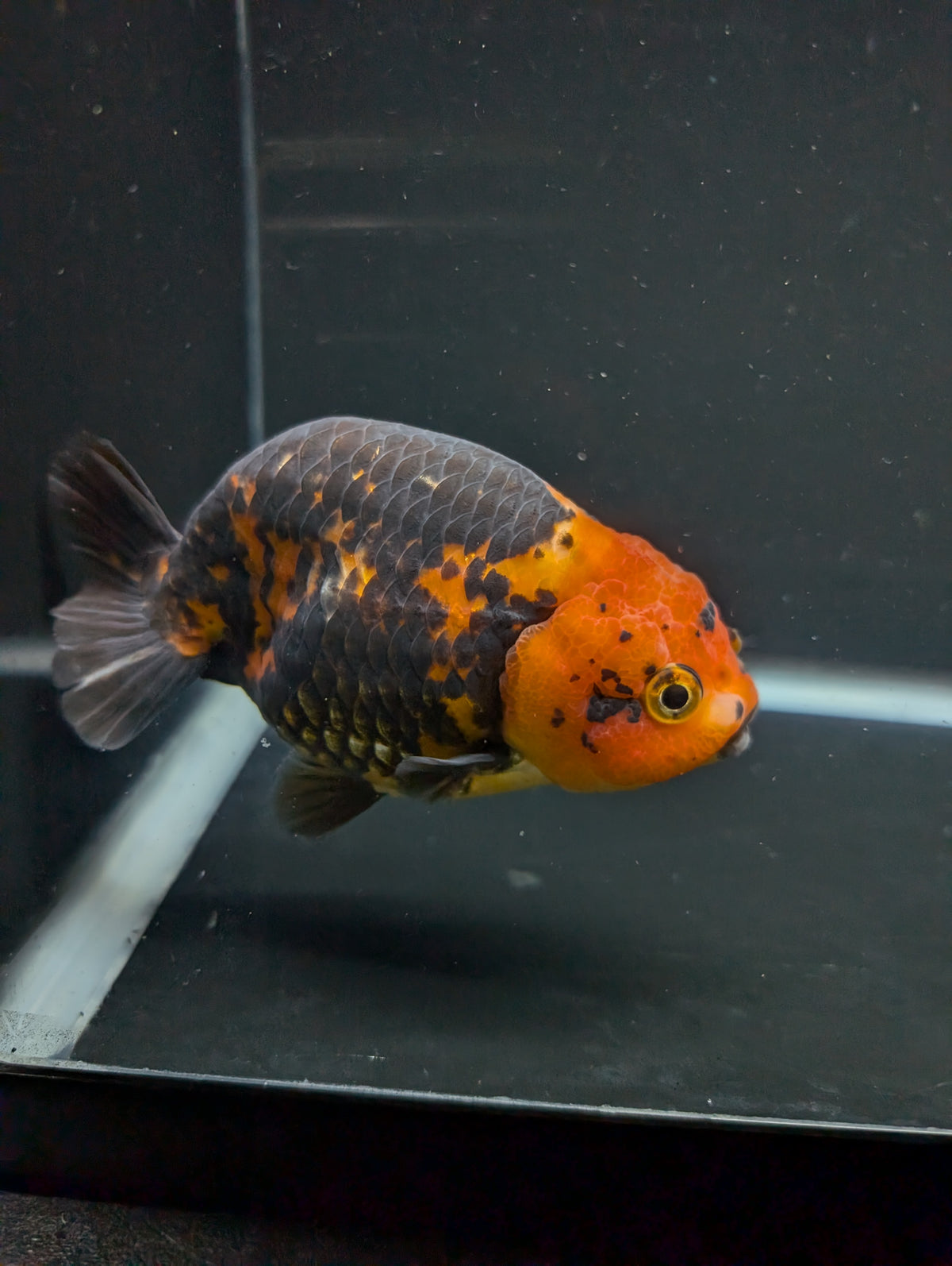 Jumbo Ranchu Calico 4"-4.5" in. ID#904R8A-003