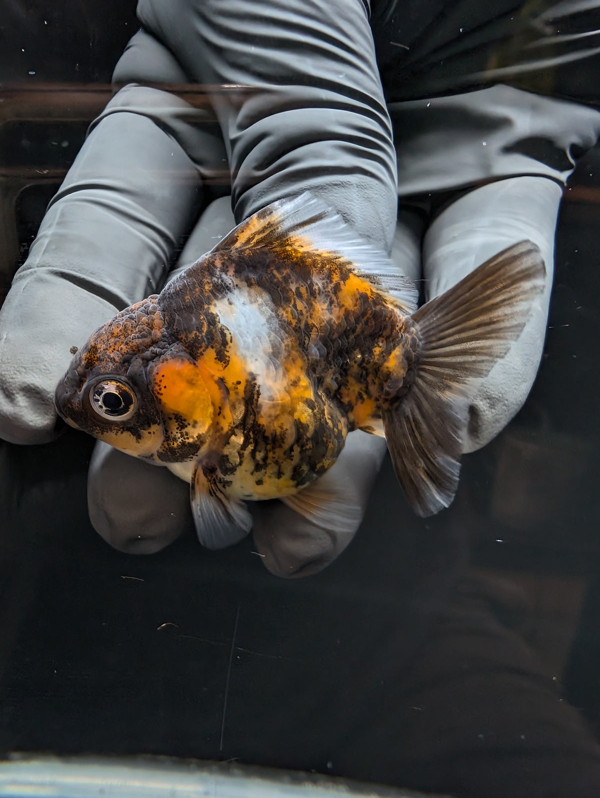 Baby Thai Shogun Oranda Tiger Calico 2"-2.5" in. ID#1023BSG11A-030