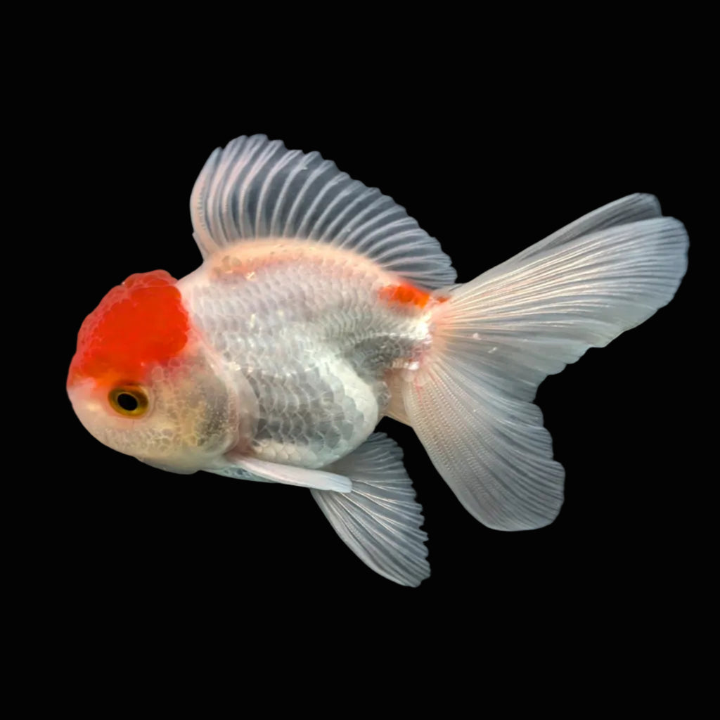 Juvenile Oranda Tricolor 3.5"-4" in.  ID#417T7A-012