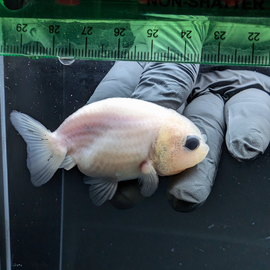 Ranchu Calico 2.5"-3" in. ID#724R4A-026