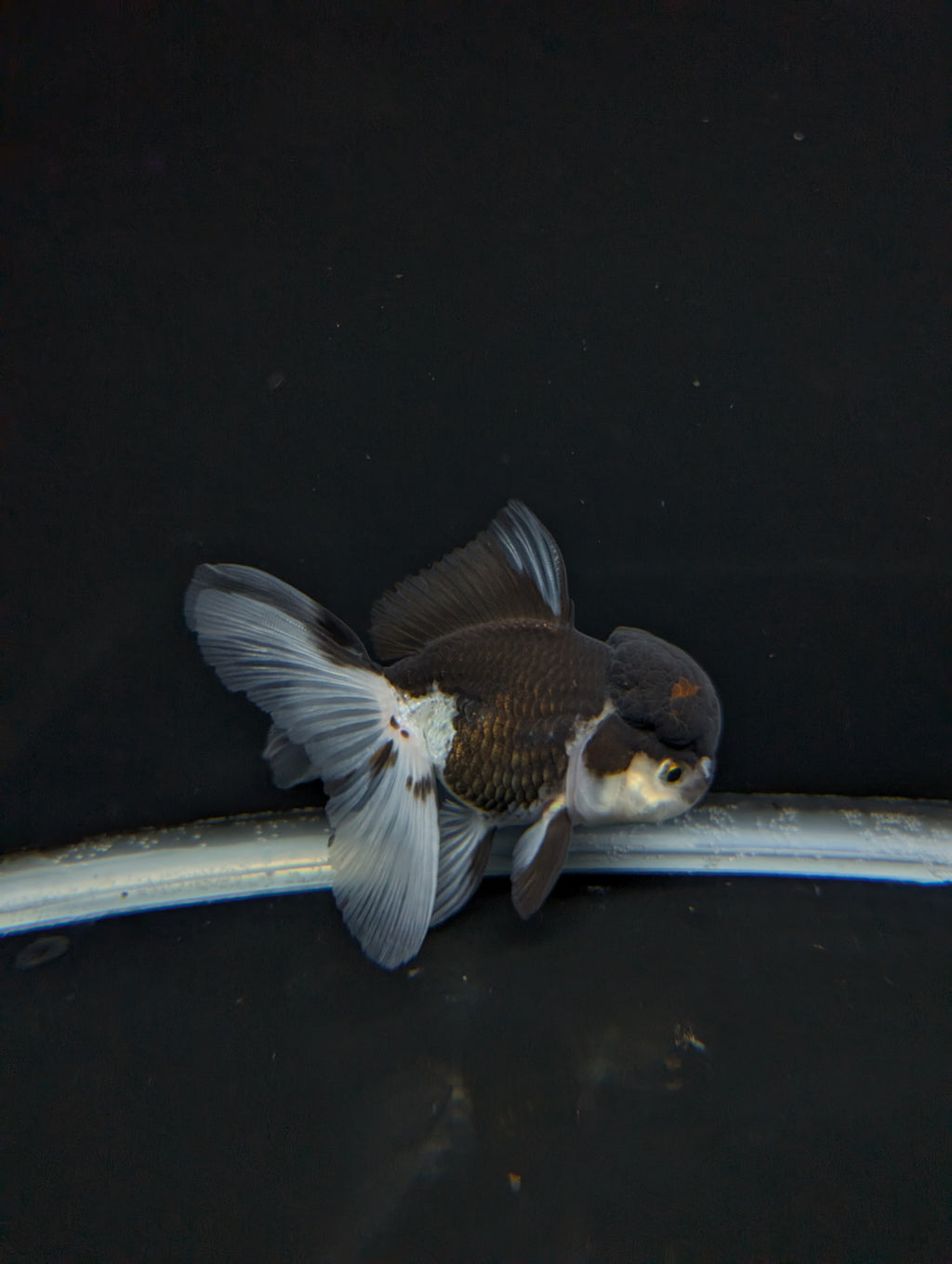 Thai Oranda Panda 4"-4.5"in.  ID#1023T1A-024