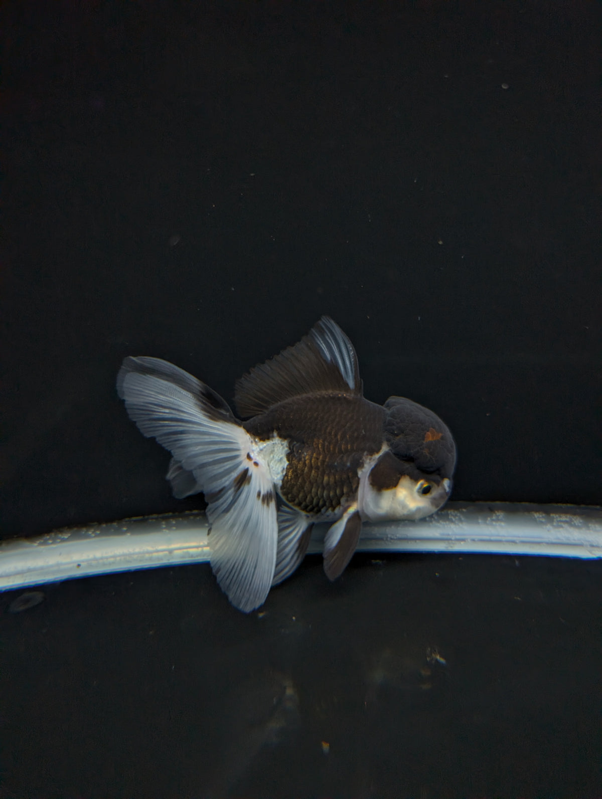 Thai Oranda Panda 4"-4.5"in.  ID#1023T1A-024