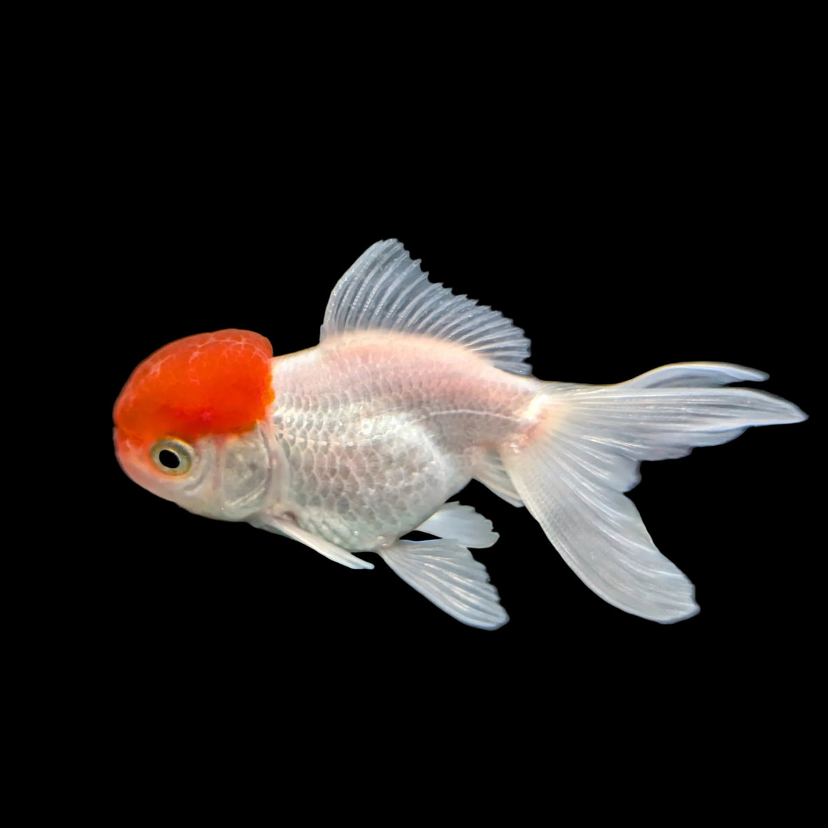 Single - Baby Oranda Red Cap 2"-2.5" *Assorted Dealers Choice